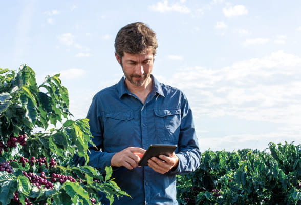 coffee market insights