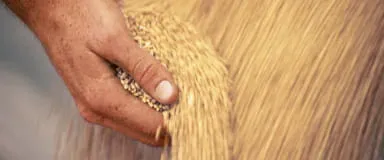 GrainsOilSeedsWheat