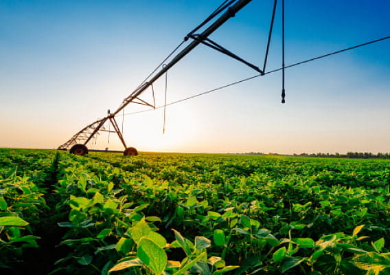 Soybean Producers