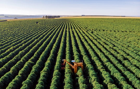 Agriculture - Grains