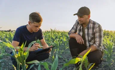 Grain farmer clients