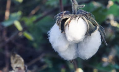 Cotton