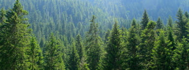 ForestProducts 384x144