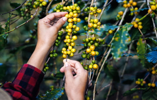 Hands harvesting ripe yellow coffee cherries, representing sustainable sourcing and direct trade partnerships.