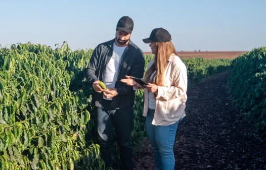 Agronomists inspect coffee crops, symbolizing expert sourcing and market insights in coffee trading.