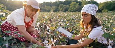 Cotton farmers inspecting crops in a field, highlighting market access and risk management solutions.