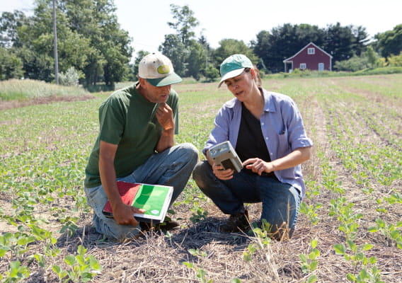 Soybean risk