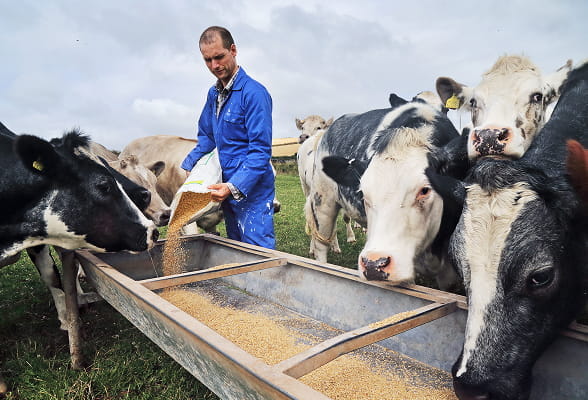 Farmer feeding grain to dairy cows, representing StoneX’s broad client base from producers to food and commodity companies.