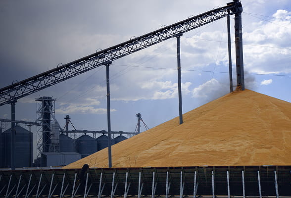 Grain being piled under a conveyor system at a grain facility, highlighting StoneX's stress-free, systematic grain marketing approach for producers.