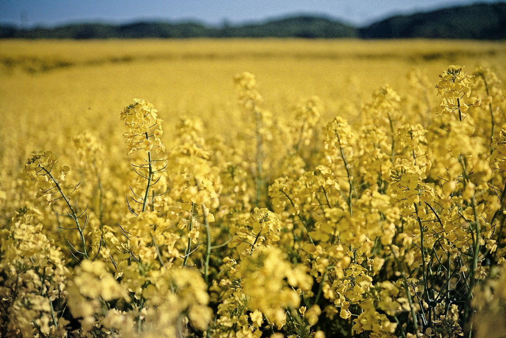 Large-Farm-Advantage_Ready-to-take-control
