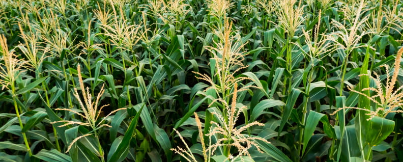 Commodities_Supercycle