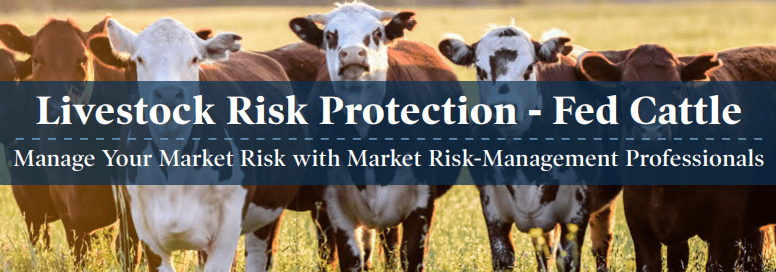 Fed Cattle