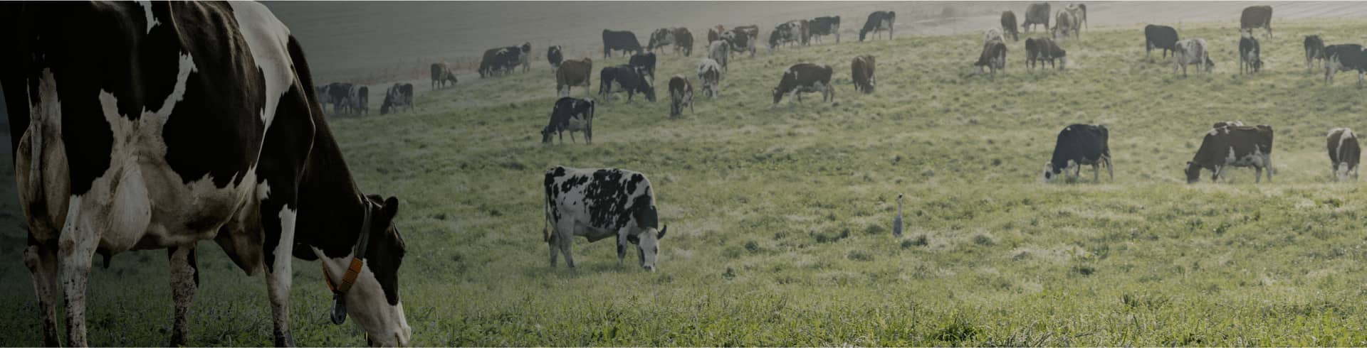 CFD hedging in the NZ dairy market