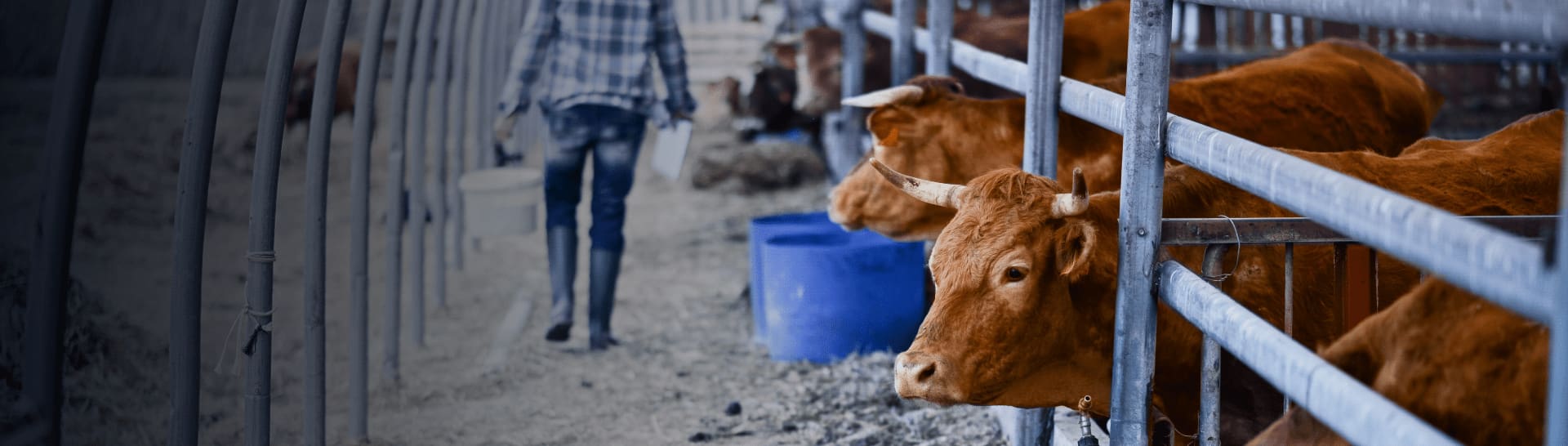 Meat and livestock market intelligence