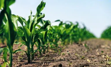 GrainOilSeeds