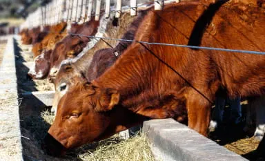 MeatLivestock