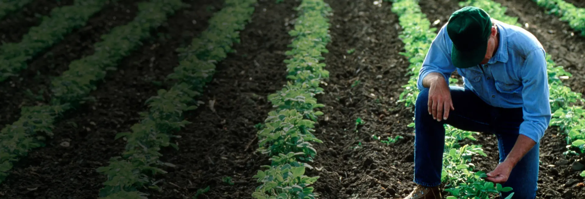 A man kneels beside green rows of emerging crops, inspecting the leaves for damage or signs of risk