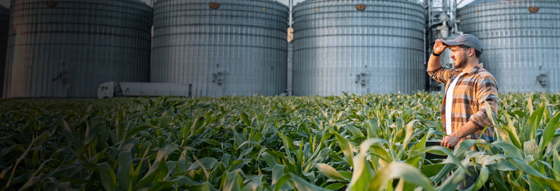 A man standing in corn field with silos in background, analyzing his crop inventory